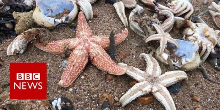 What's with all the dead starfish?