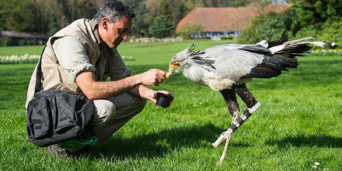 Secretary Bird Gets 3D-Printed Prosthetic Leg