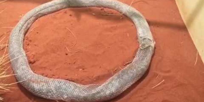 Snake Trapped in Endless Loop of its Own Shedded Skin