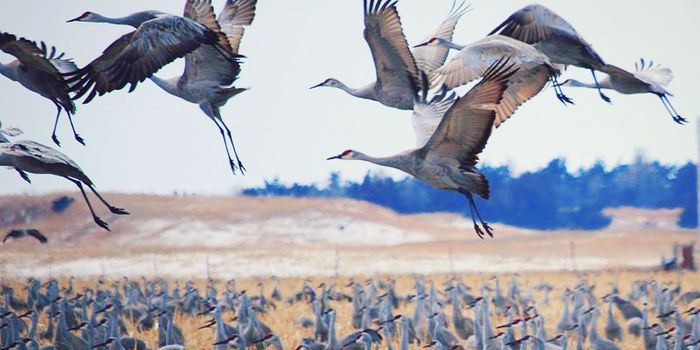 Watch: America's Great Migration is Underway and Our Cranes Are Climate-Threatened