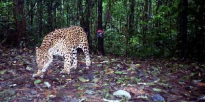 Ecuador takes a step toward protecting the Amazon