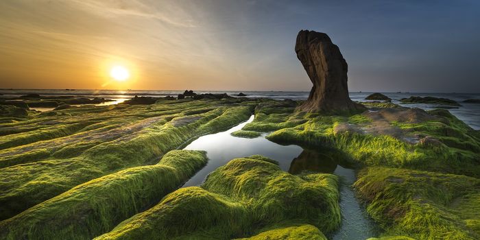 Algae-powered computing: Scientists create reliable and renewable biological photovoltaic cell