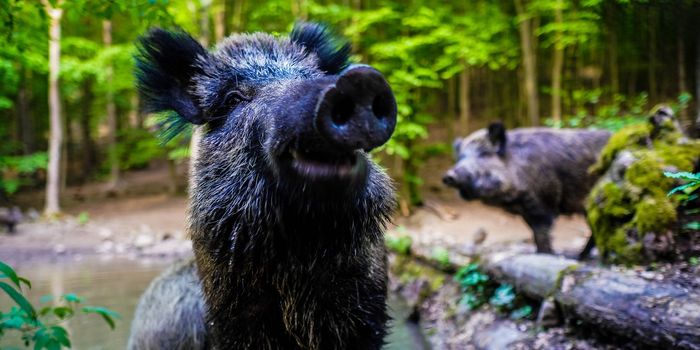 Feral Swine Rooting out Drought-Weakened Salt Marshes