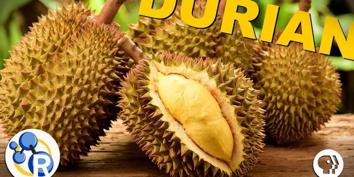 Why Does the Durian Fruit Smell So Terrible?