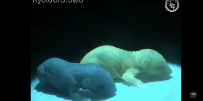 A Better View of the Mechanisms Underlying Night Vision