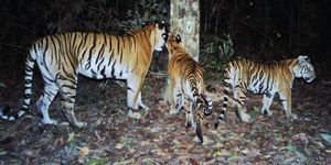 Habitat connectivity for endangered Indochinese tigers in Thailand -  ScienceDirect