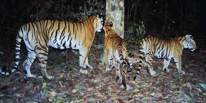 Critically Endangered Indochinese Tigers Appear to be Breeding