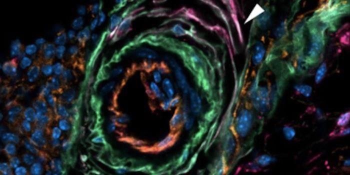 Some Cells can Suppress Fat Formation