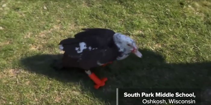 This Duck Gets to Walk Again Thanks to New 3D Printed Feet