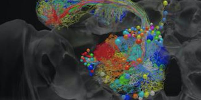 A Complete View of the Fly Brain at Nanoscale Resolution