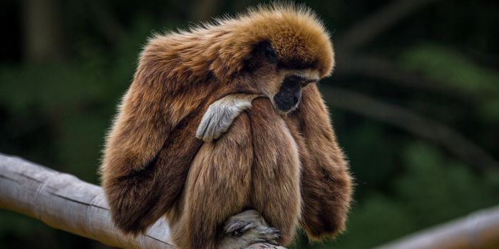 How Changes in Genome Structure Triggered Human Brain Development