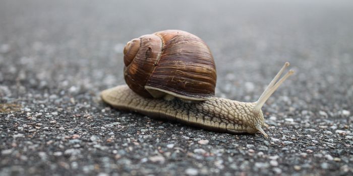 A pediatric-friendly drug to combat snail fever