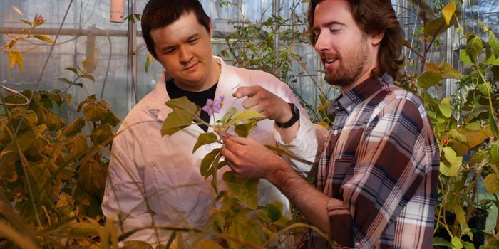 Using Wild Plant Traits to Reduce Pesticide Use