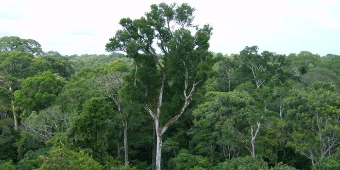 New Mathematical Model for Forest Canopy Competition