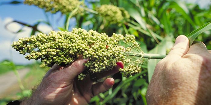 Optimizing Grain Sorghum Growth with Genetics