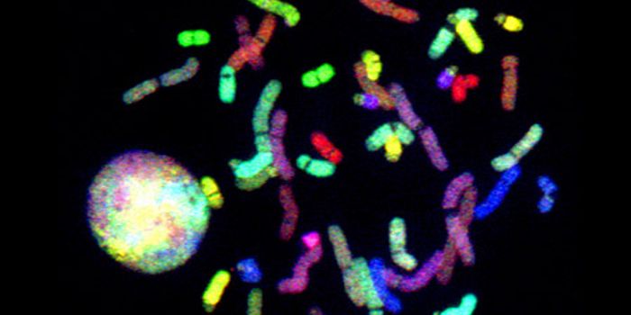 Discoveries in 3-D Genome Make-Up and Genetic Changes: Clarification of differences amidst chromosome pairs and how gene expression is effected by chromosome folding
