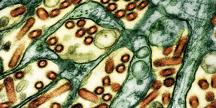Influenza Viruses May Have an Alternate Route Into Cells