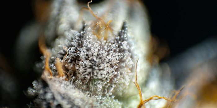 Study Finds Flavoalkaloids in Leaves of Specific Cannabis Cultivar