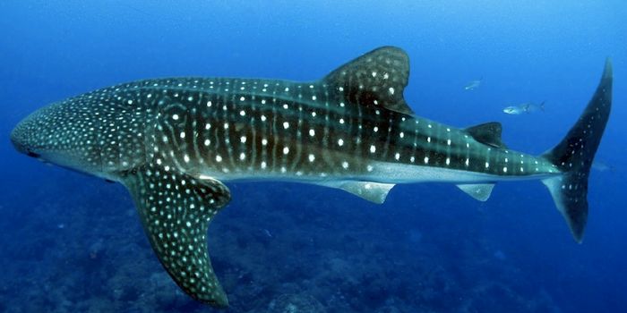 Female Whale Sharks Crowned Ocean's Largest Fish
