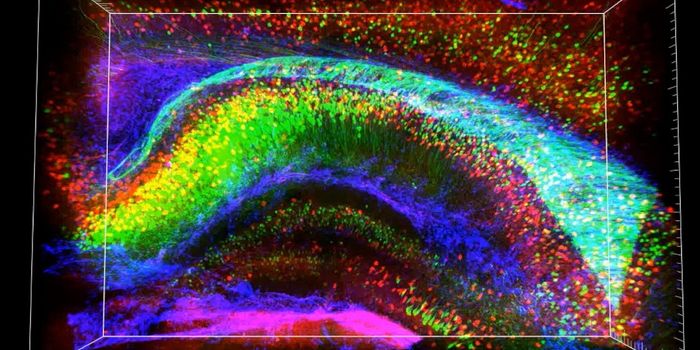 See-through brains clarify connections