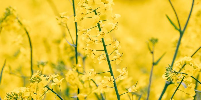 Compound in African Buttercup Plant Alleviates Malaria Symptoms