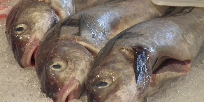 The Smell of Rotten Fish Could Help Predict the Recovery of Unresponsive Patients