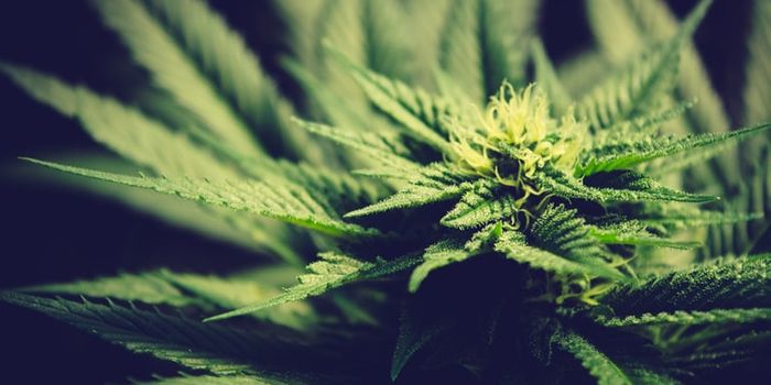 Virginia Governor Pushes Cannabis Decriminalization