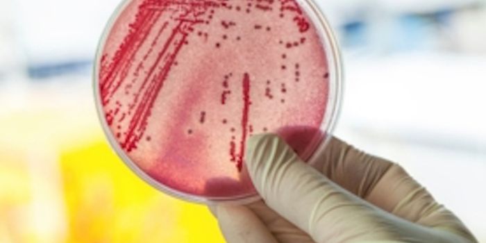 Mental Problems? Blame Your Microbiome