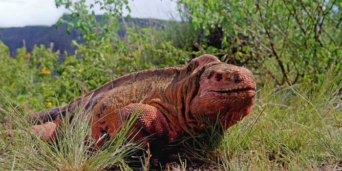 Are Galapagos Pink Iguanas in Any Danger?