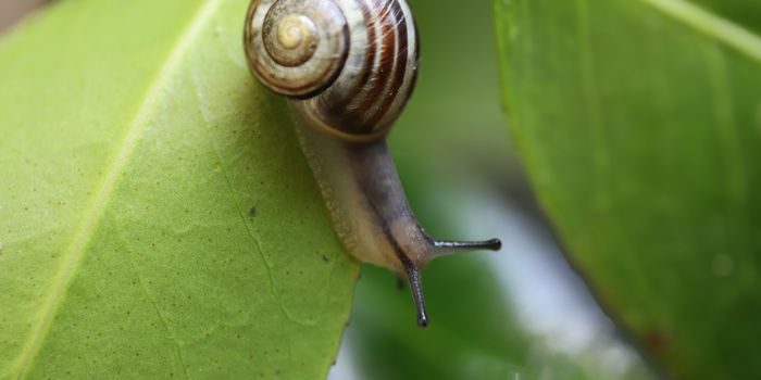 Soft Robots Mimic Snails for Precise Cancer Drug Delivery