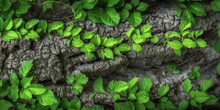 Heme-Loving Plant Peptide Could Have Many Applications