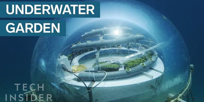 This Garden Resides Under the Ocean