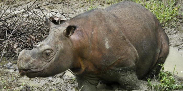A Genetic Path Forward For Endangered Sumatran Rhinos