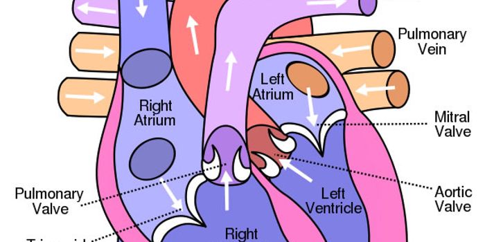 An App That Detects Fatal Heart Attacks?