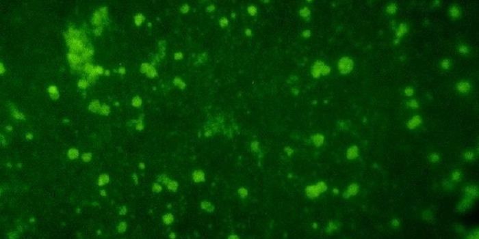 Microbe That Causes Sepsis & Meningitis Has Mutated into a New Sexually Transmitted Disease