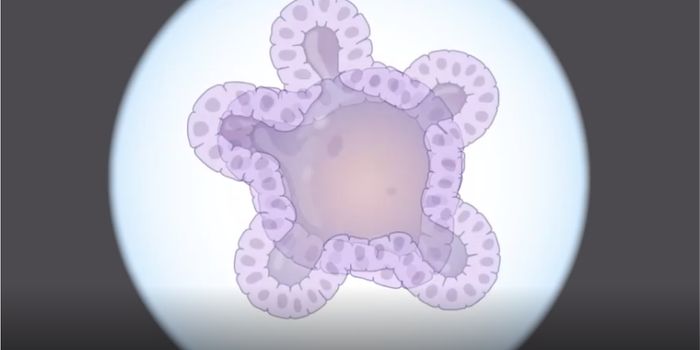 A Review of Organoids