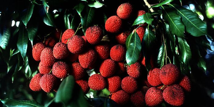 Rising Cases of Encephalitis and Death in India