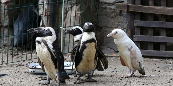 Polish Zoo Puts an All-White Penguin on Display