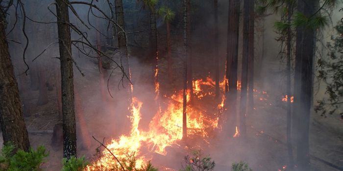 Wildfires Emitting Massive Amounts of Greenhouse Gas