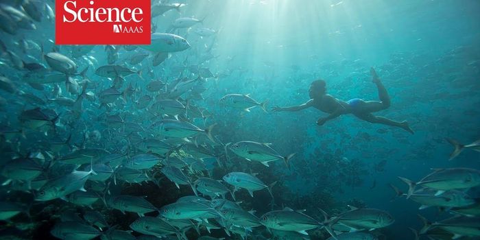 The Bajau of Indonesia Evolved Larger Spleens