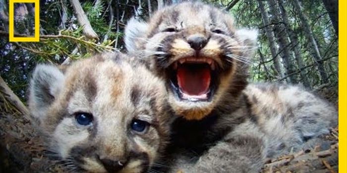 Uncovering the mysterious mountain lion