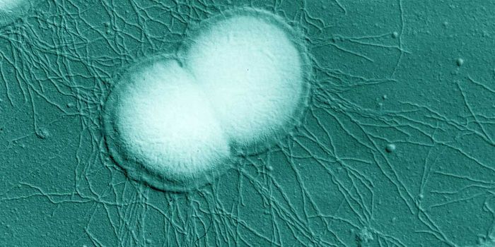 New insights into gonorrhea