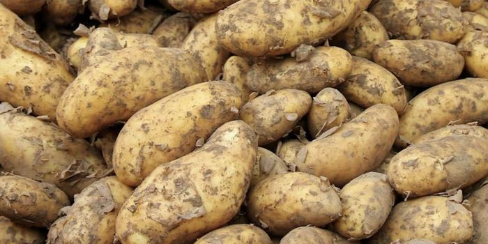 The Oral Microbiome Reveals How Long We've Loved Starchy Foods
