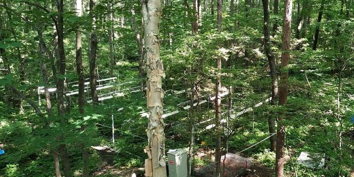 Warming Cuts Nitrogen Emissions in Dry Forests