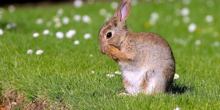 These Rabbits in Australia Are Eating Toxic Plants Just to Survive