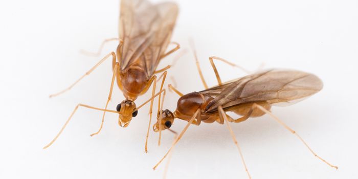 The Wild Genetics of Crazy Ants