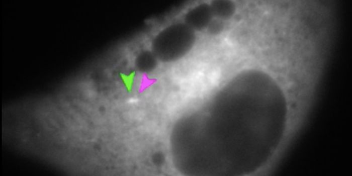 Polyomavirus Gets Into a Cell Using its Machinery