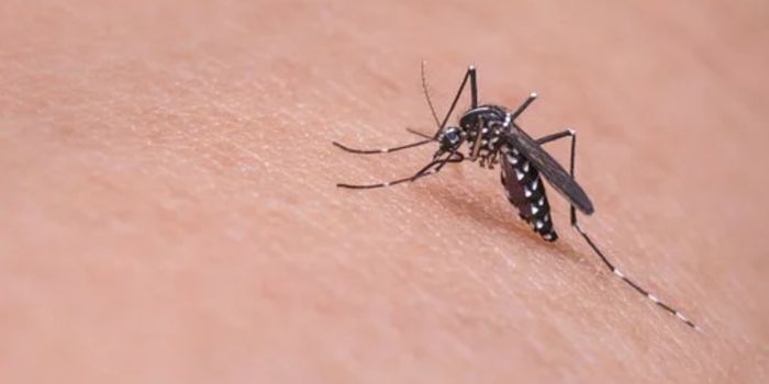 The Malaria Parasite Gives Its Mosquito Host Advantages