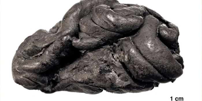 Ancient Sample of Gum Yields Valuable Genetic Information