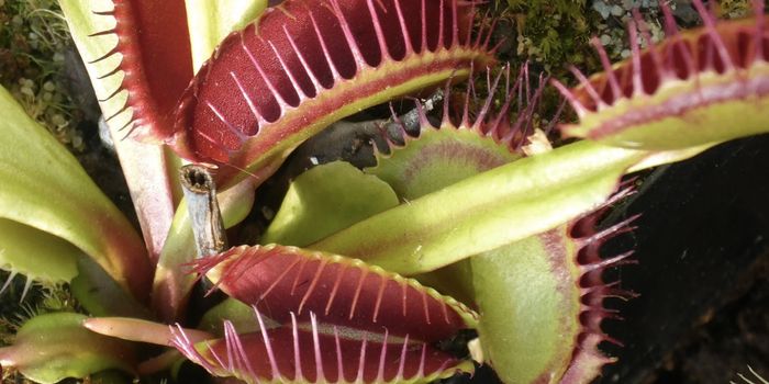 Venus Flytraps Generate Magnetic Fields